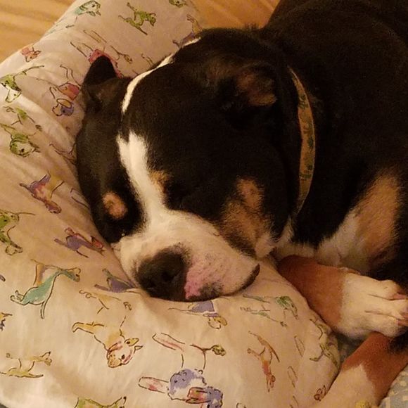 Meet your Posher, Anna - Picture 1 of 1